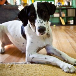 DogWatch of Southeast Missouri, Jackson, Missouri | Indoor Pet Boundaries Contact Us Image