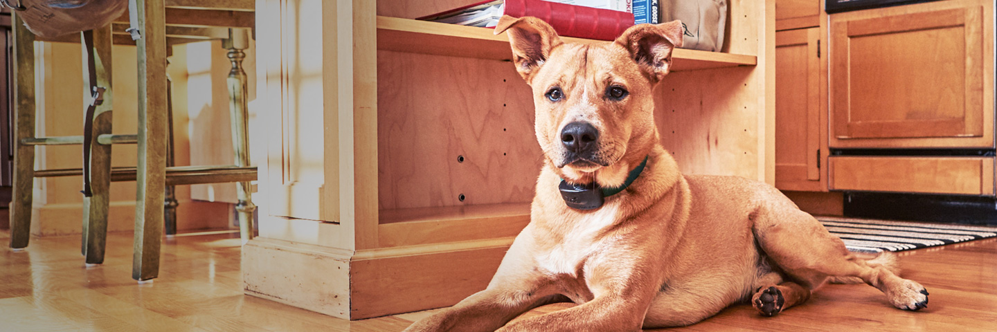DogWatch of Southeast Missouri, Jackson, Missouri | Indoor Pet Fences Slider Image
